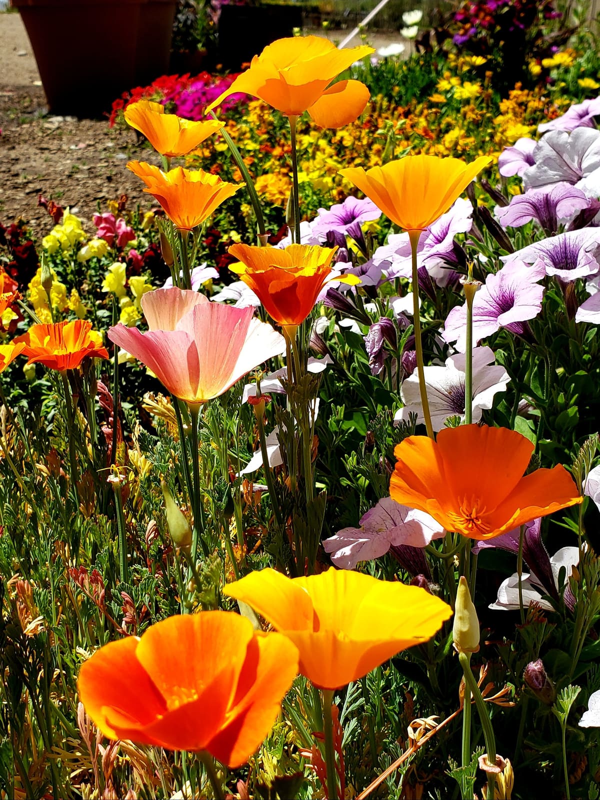 Nursery and landscape