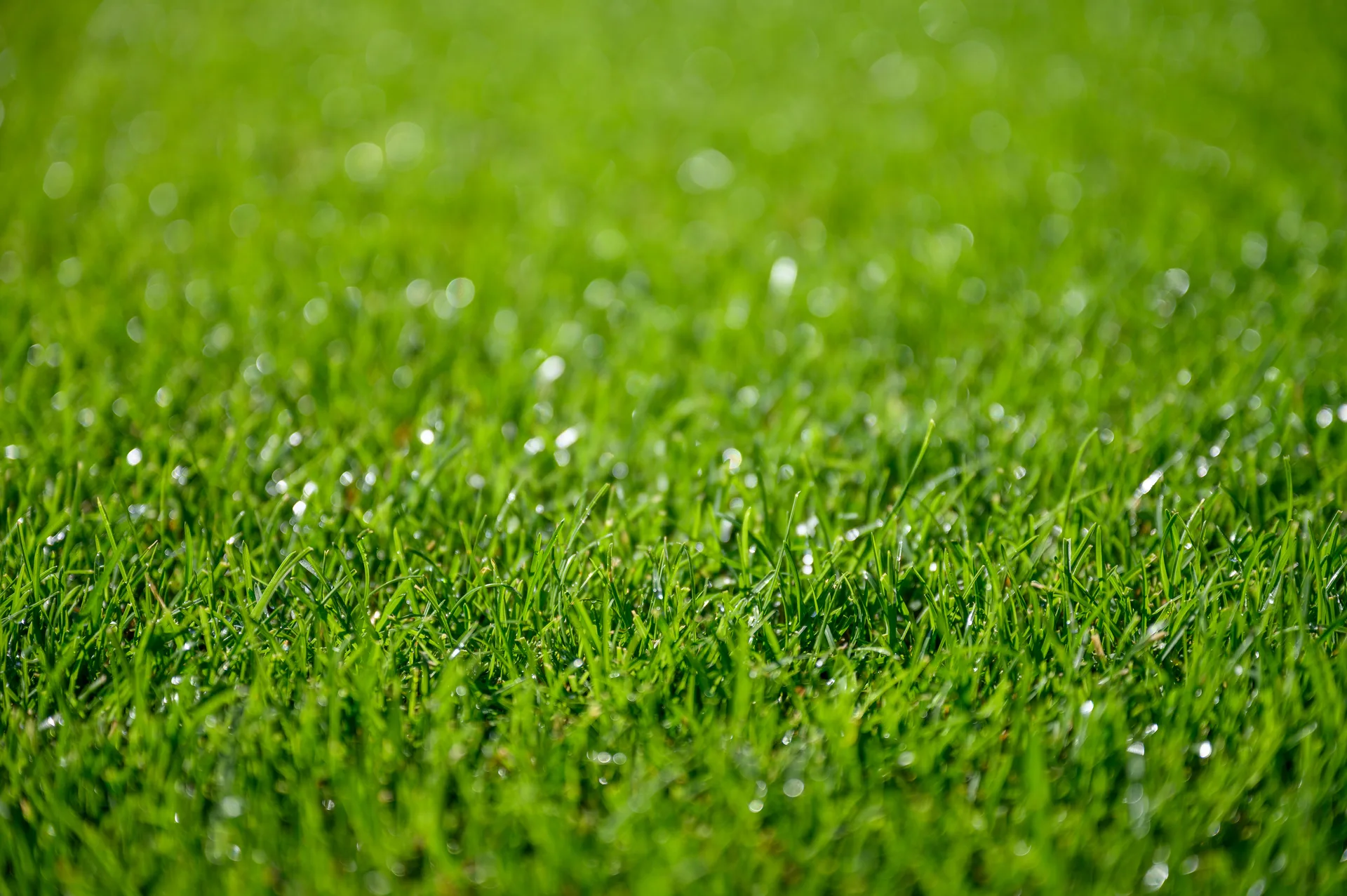 Healthy mountain lawn