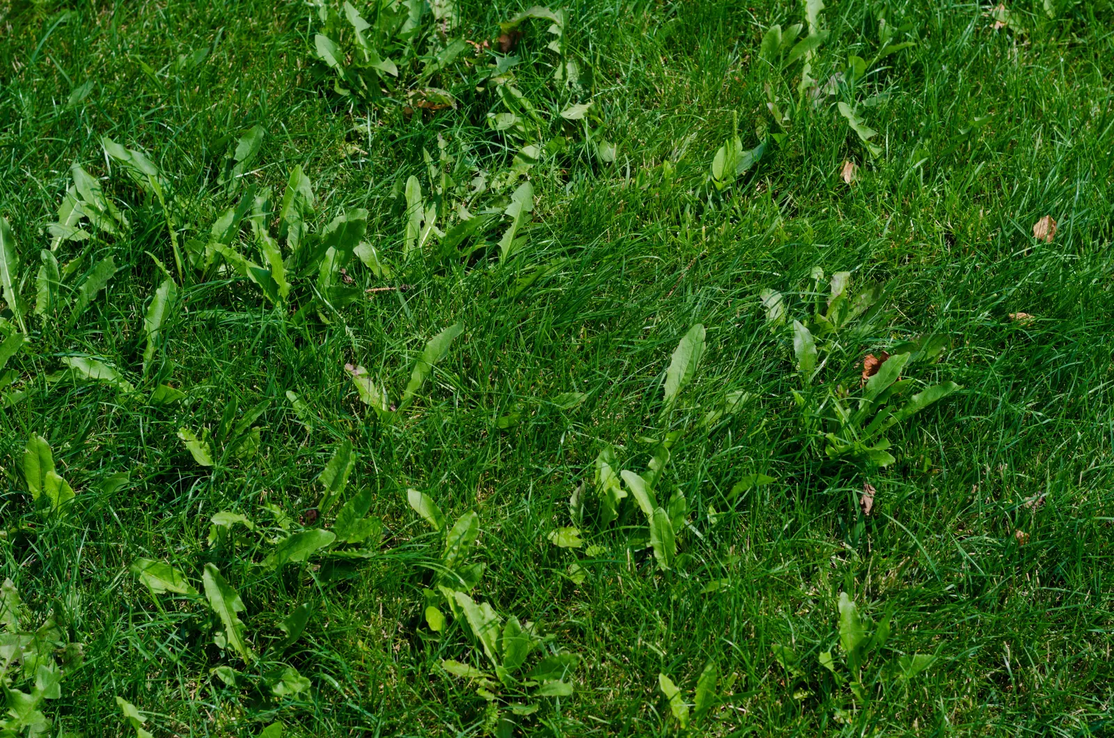 Weed and pest management