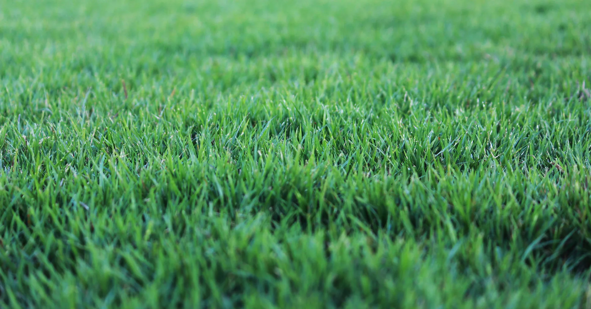 Lawn care expertise