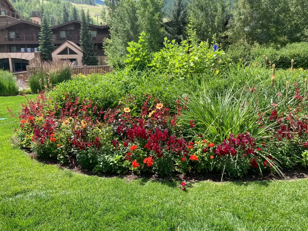 Trees and shrubs
