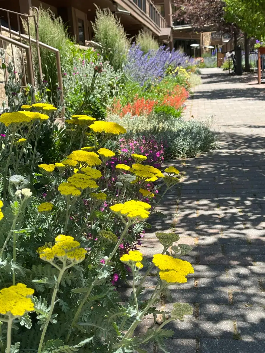 Healthy landscape