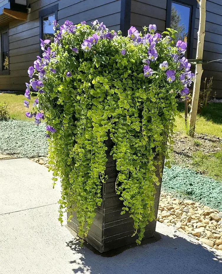 Custom flower pots expertise