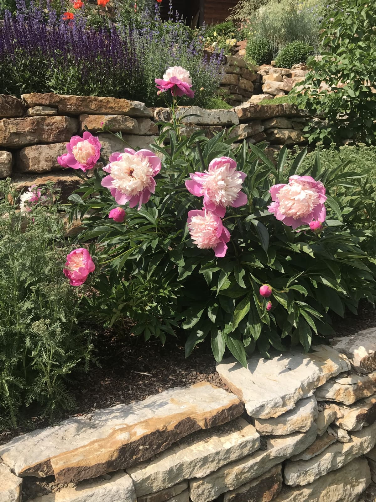 Summit County landscape design