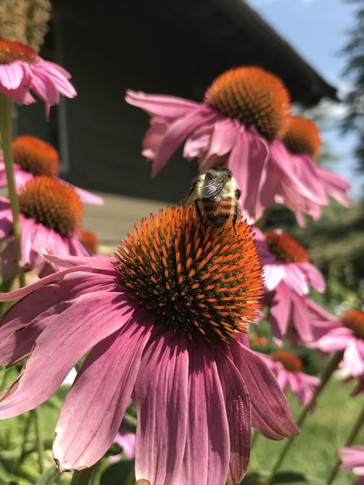 Grand County landscaping